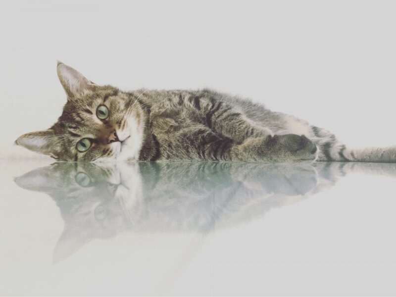 にゃんがーど